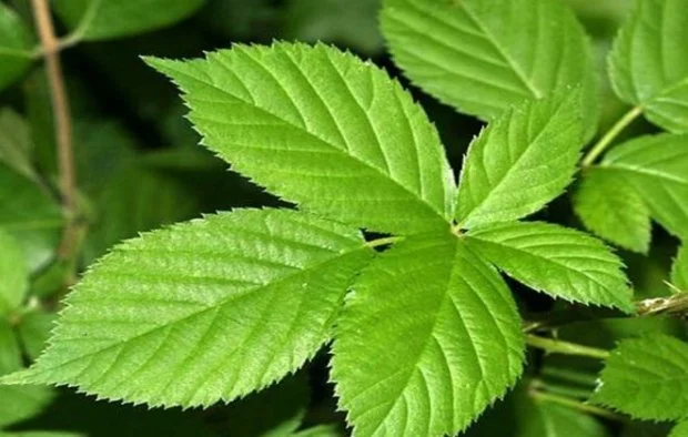 Куплю сухий лист ожини- фото № 1