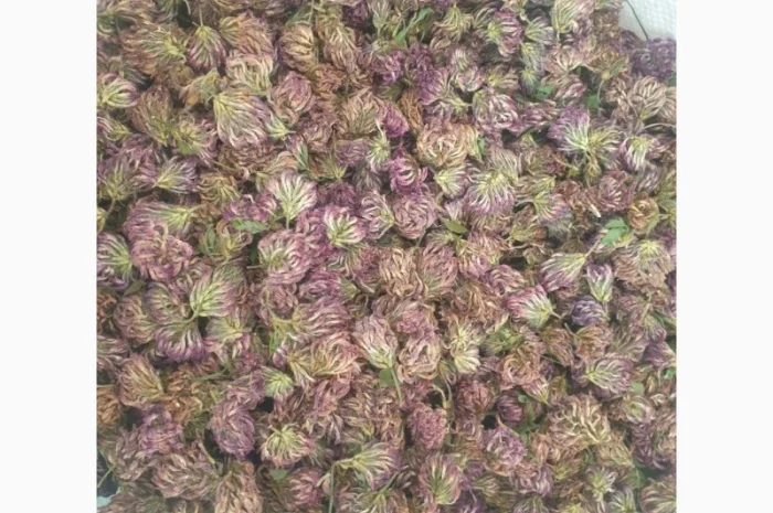 Куплю цвіт конюшини червоної- фото № 1