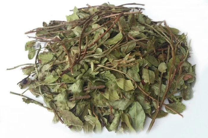 Черника (побеги) 1 кг- фото № 1