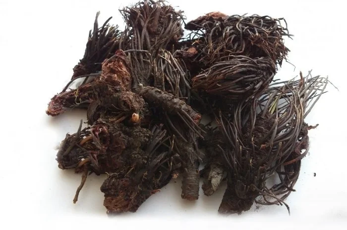 Красная щетка (корень) 1кг- фото № 1