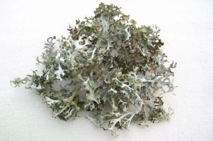Цетрария исландская ( Исландский мох) 1кг- фото № 1