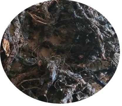 Гравилат речной (корень) 1 кг- фото № 1