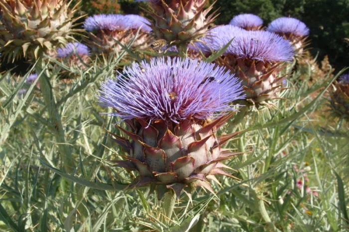 Артишок настоящий (трава) 1 кг- фото № 1