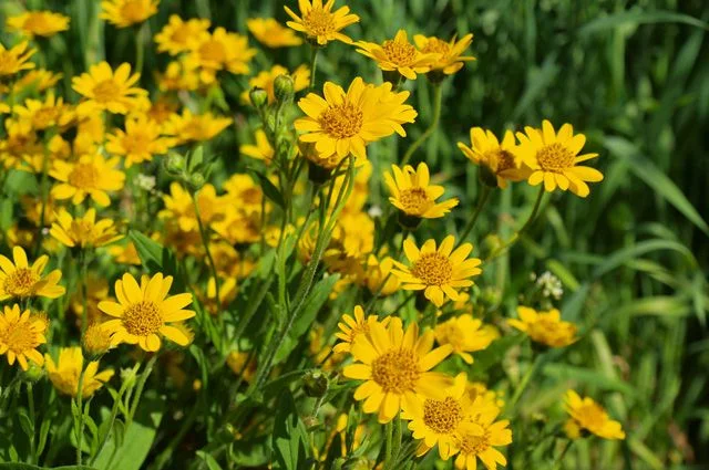 Арника горная (цветы) 1 кг- фото № 1