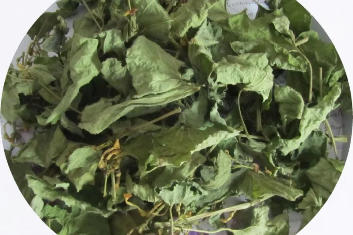 Кирказон (трава) 1 кг- фото № 1