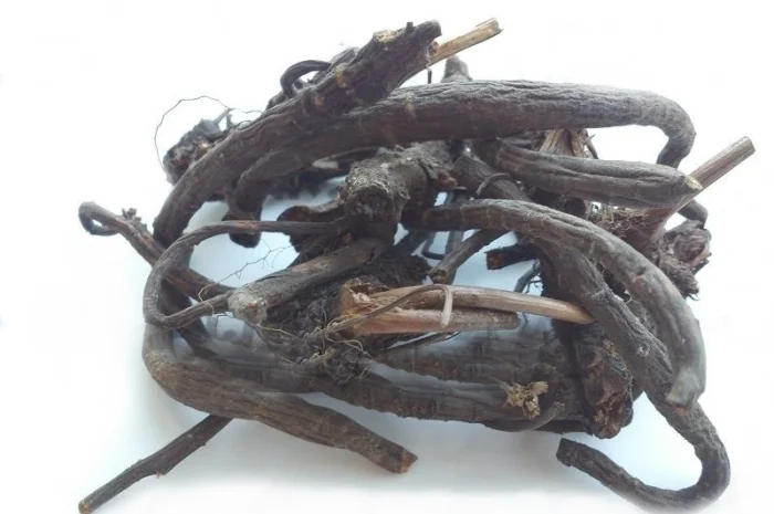 Кровохлебка (корневище) 1 кг- фото № 1