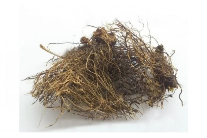 Левзея софлоровидная (корневище) 1кг- фото № 1