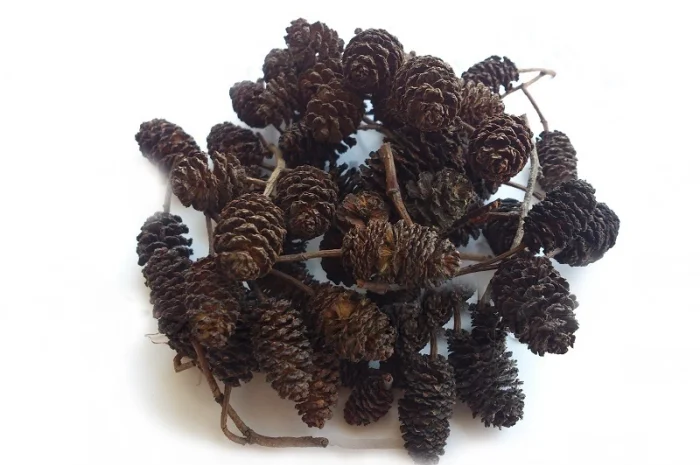 Ольха черная (соплодия) 1 кг- фото № 1