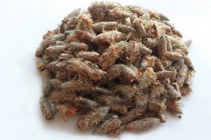 Сосна (почки) 1 кг- фото № 1