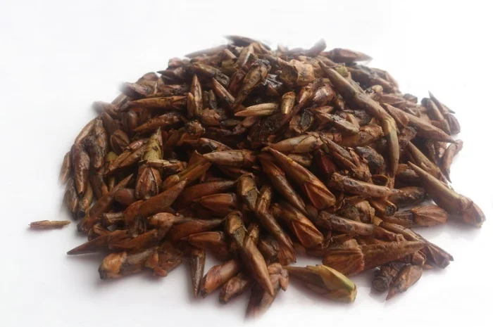 Тополь черный (почки) 1кг- фото № 1