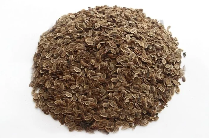 Укроп семена 1кг- фото № 1