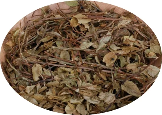 Черника (побеги) 1 кг- фото № 1