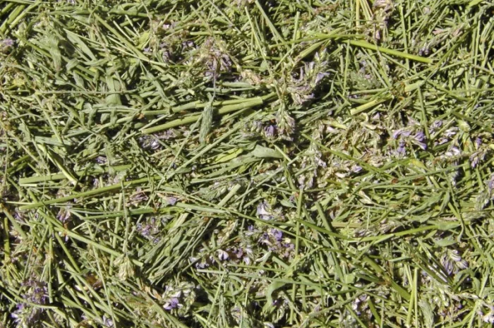 Эспарцет (трава) 1 кг- фото № 1