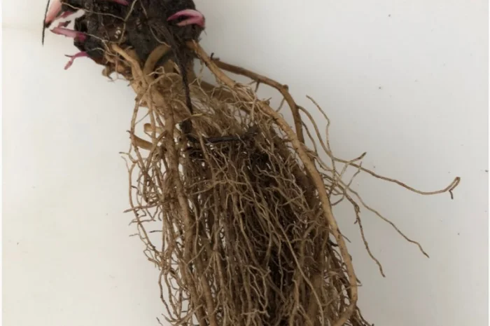 Эхинацея пурпурная корни 1 кг- фото № 1