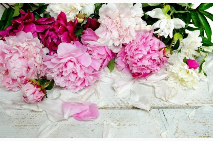 Продам цвіт піона 200 грн. кг- фото № 1