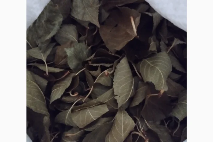 Продам лист вишні- фото № 1