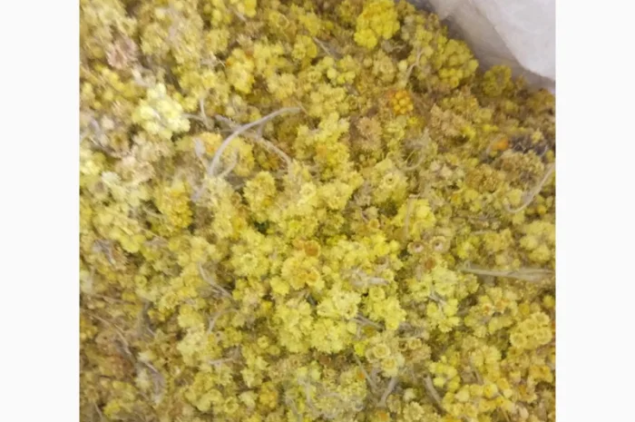 Продам безсмертник- фото № 1