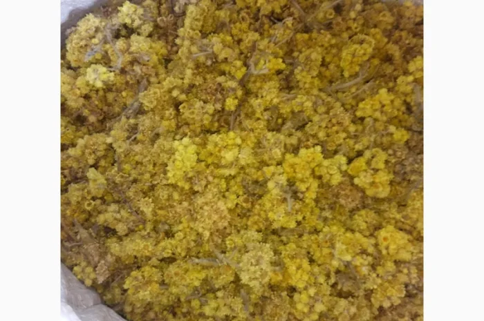 Продам безсмертник- фото № 2