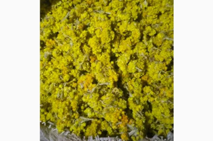 Продается бессмертник (цмин песчаный)- фото № 1