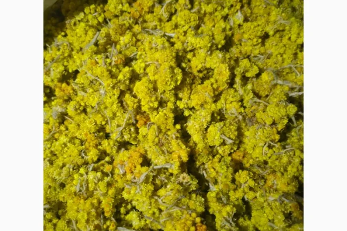 Продается бессмертник (цмин песчаный)- фото № 2