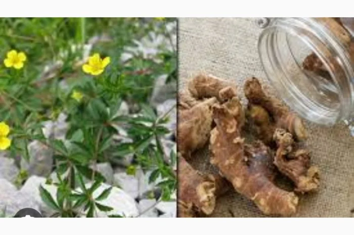 Екстракт калгана- фото № 1