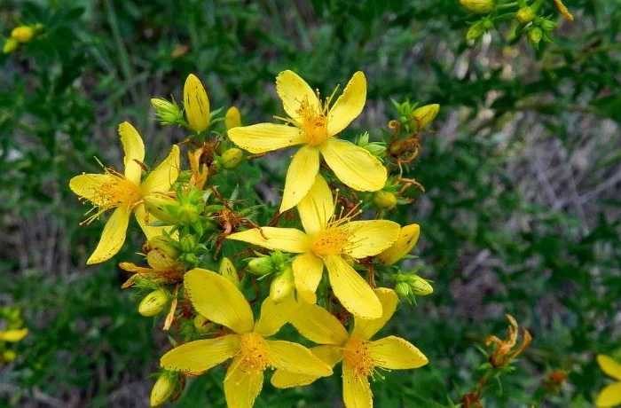 Звіробою трава (Herba hyperici)- фото № 1