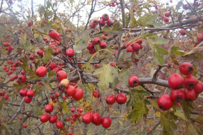 Плоди(ягода) Глоду (Глід-Боярка-CRATAEGI FRUCTUS)- фото № 1