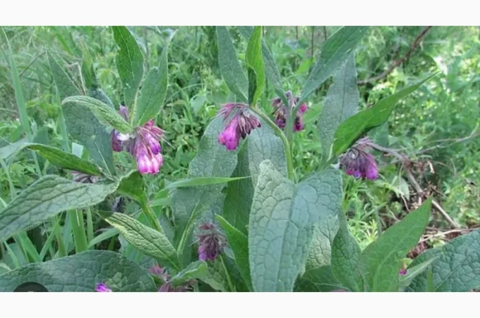 Екстракт живокосту- фото № 1