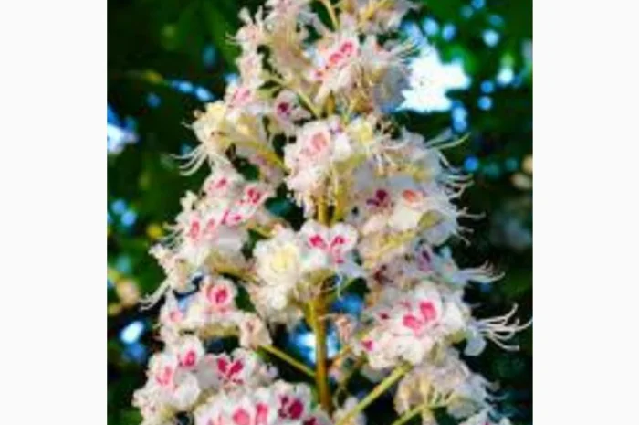 Екстракт цвіту каштана- фото № 1