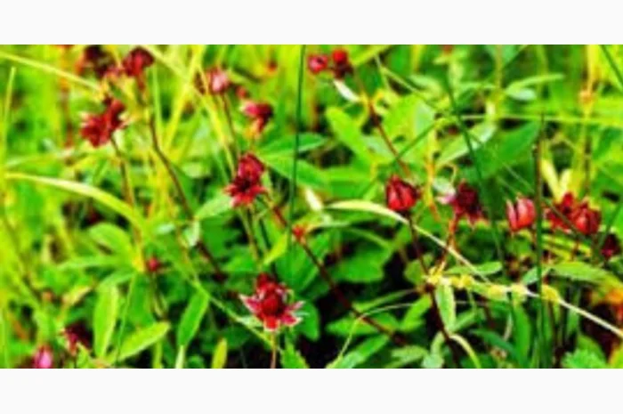 Настойка сабельника- фото № 1