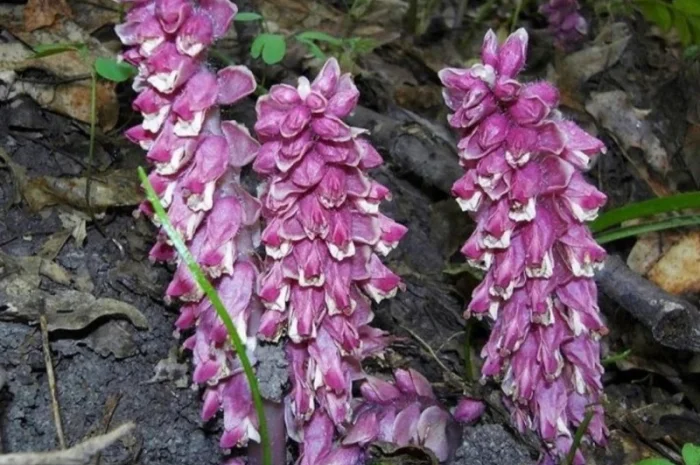 Екстракт петрового хреста- фото № 1