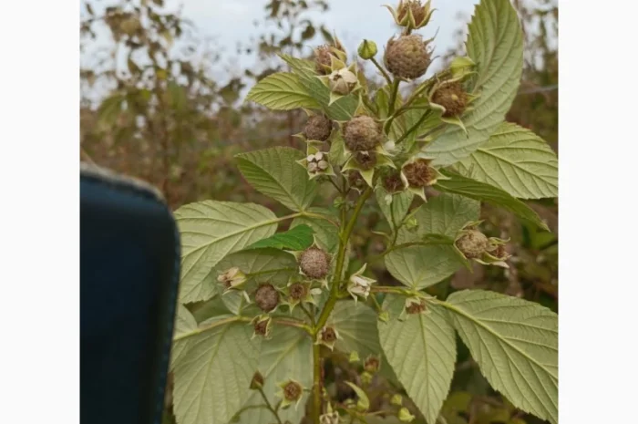 Продам сушане листя малини, букет малини сушаний- фото № 1