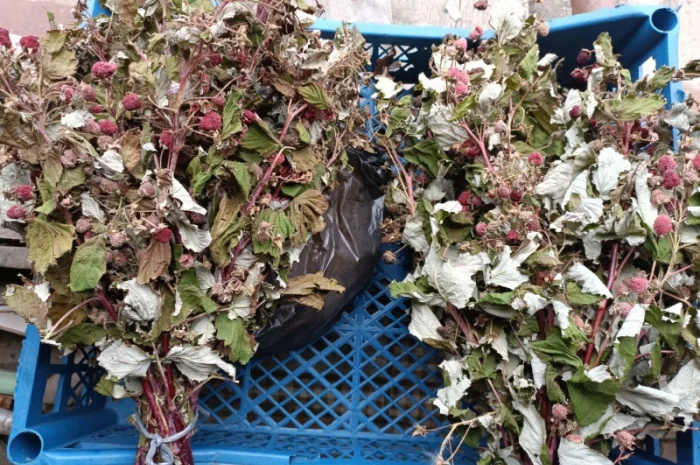 Продам сушане листя малини, букет малини сушаний- фото № 2