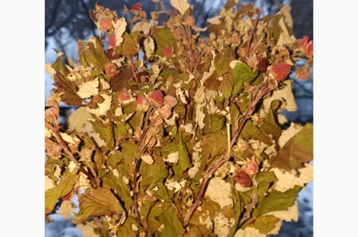 Продам сушане листя малини, букет малини сушаний- фото № 3