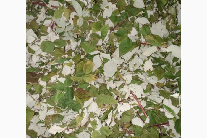 Продам сушане листя малини, букет малини сушаний- фото № 4