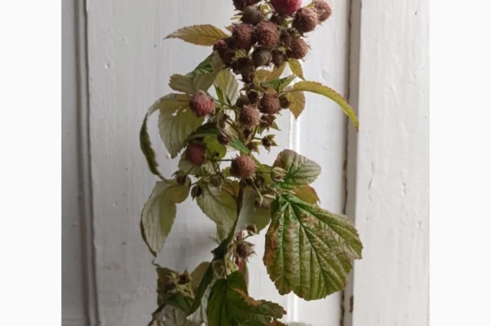 Продам сушане листя малини, букет малини сушаний- фото № 5