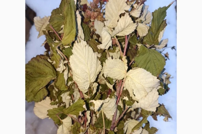 Продам сушане листя малини, букет малини сушаний- фото № 7