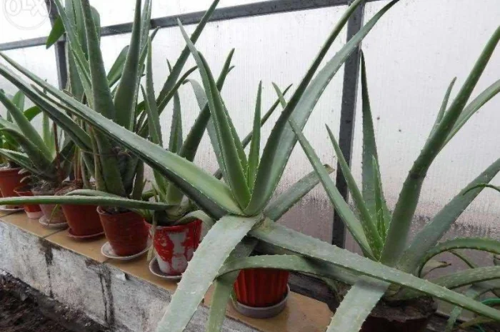 Продам алоє- фото № 1