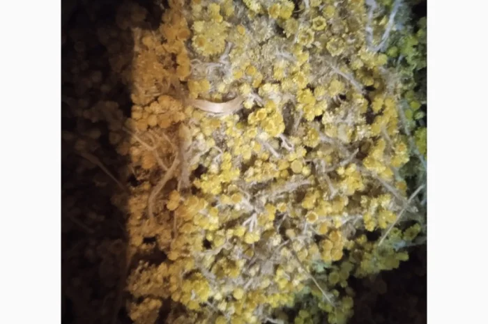 Безсмертник- фото № 1