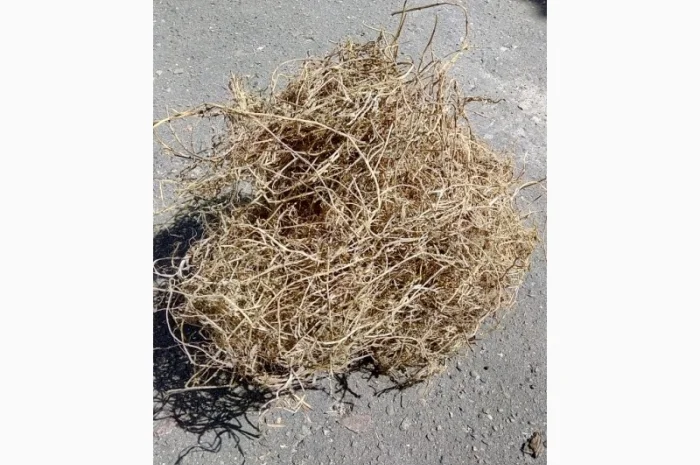 Корінь пирію ( Пырей, пирій )- фото № 1