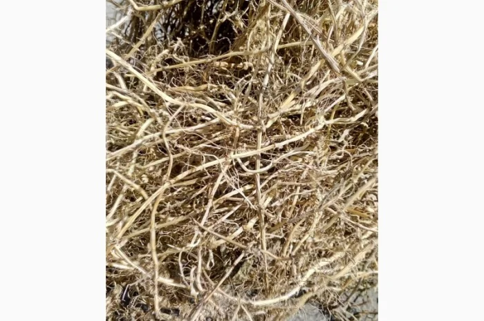 Корінь пирію ( Пырей, пирій )- фото № 2