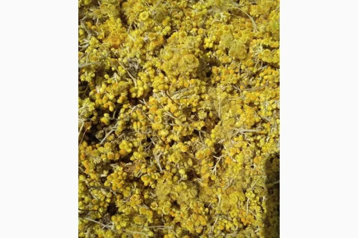 Цмин міщаний Безсмертник Helichrysum arenarium- фото № 1