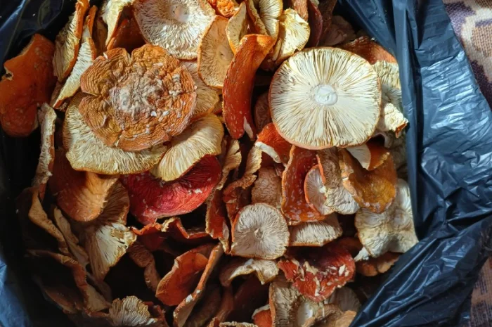 Продам мухомор- фото № 1