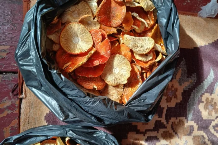 Продам мухомор- фото № 2