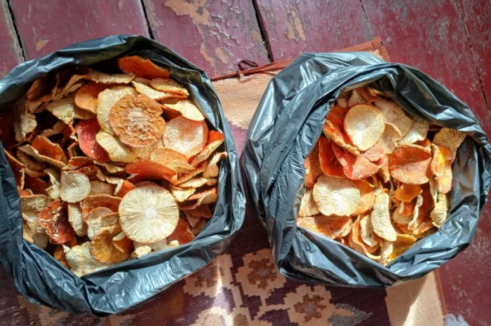 Продам мухомор- фото № 3