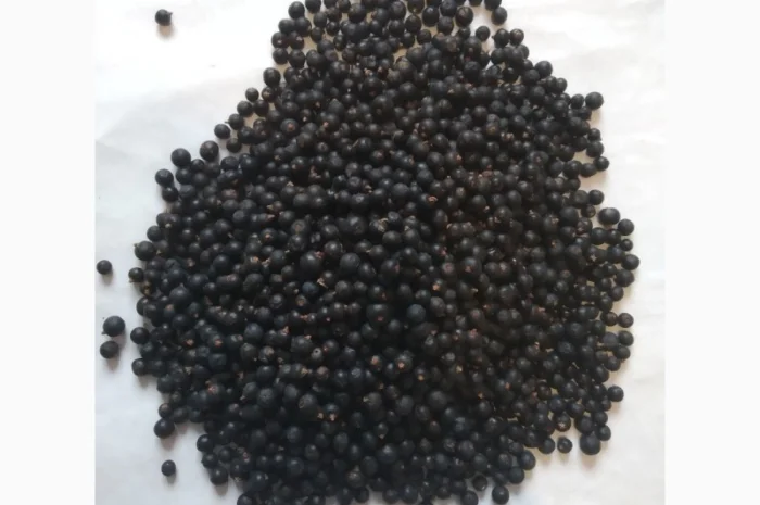 Продам плоди можжевельника (ялівця)- фото № 1