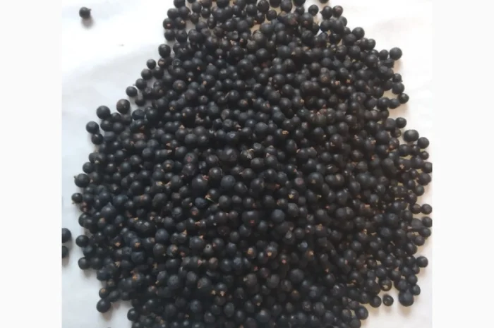 Продам плоди можжевельника (ялівця)- фото № 2