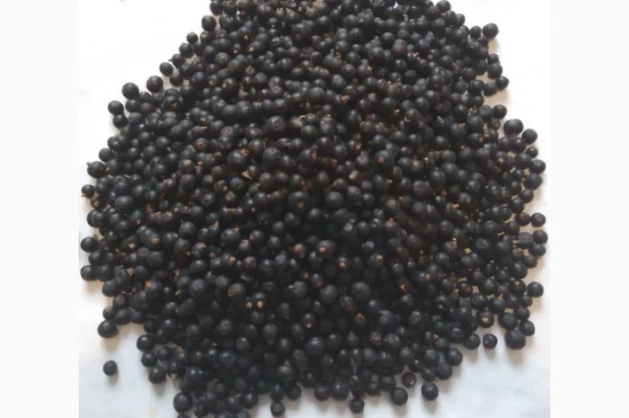 Продам плоди можжевельника (ялівця)- фото № 3