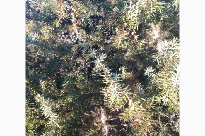 Продам плоди можжевельника (ялівця)- фото № 4