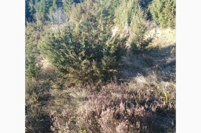 Продам плоди можжевельника (ялівця)- фото № 5